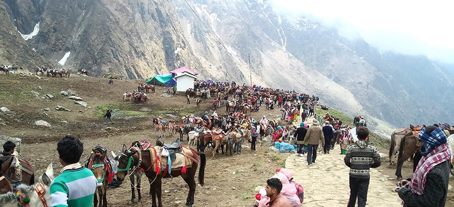 Chardham Yatra: New Rules and New Hope for Horses and Mules